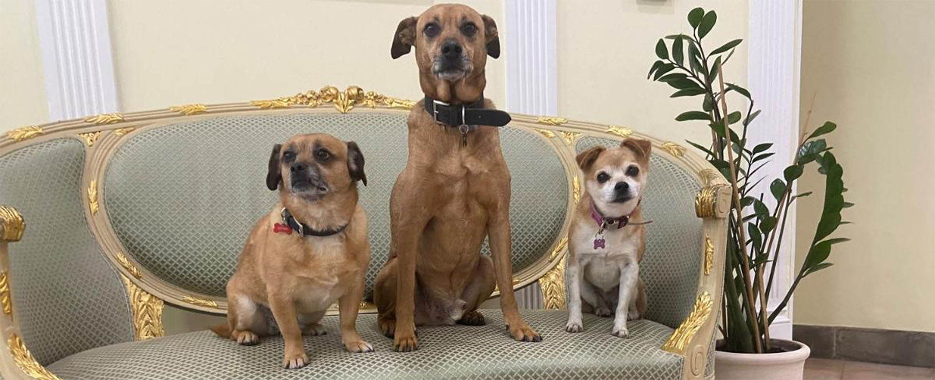 pet-friendly pet-friendly