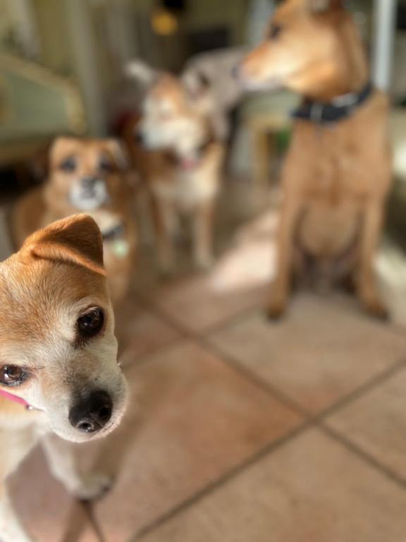 Sourire Hotel Pet Friendly