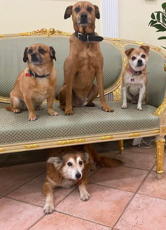 Sourire Hotel Pet Friendly